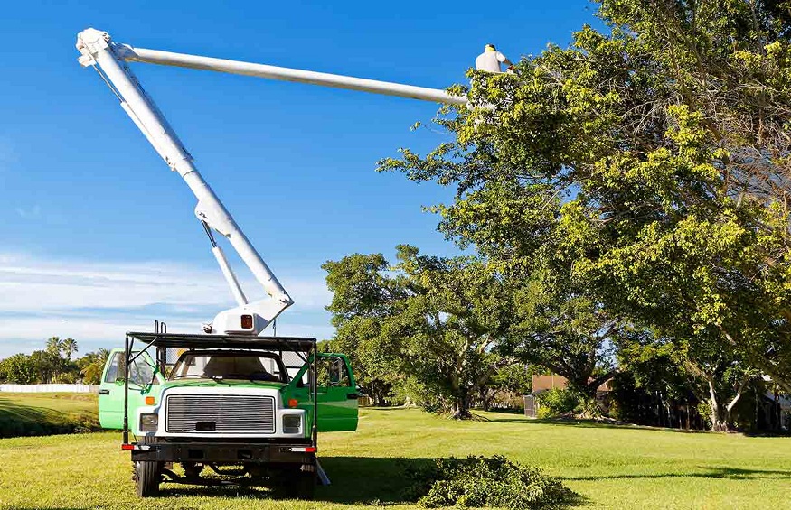 Hiring a Tree Removal